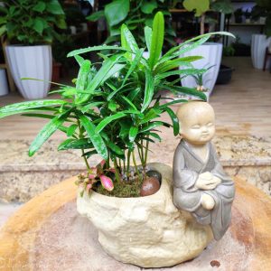 Người mệnh Thủy nên trồng cây gì trong phòng phòng làm việc?