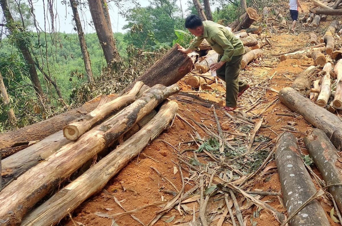 Thủ tục vận chuyển gỗ vườn nhà cần nộp tại UBND xã 